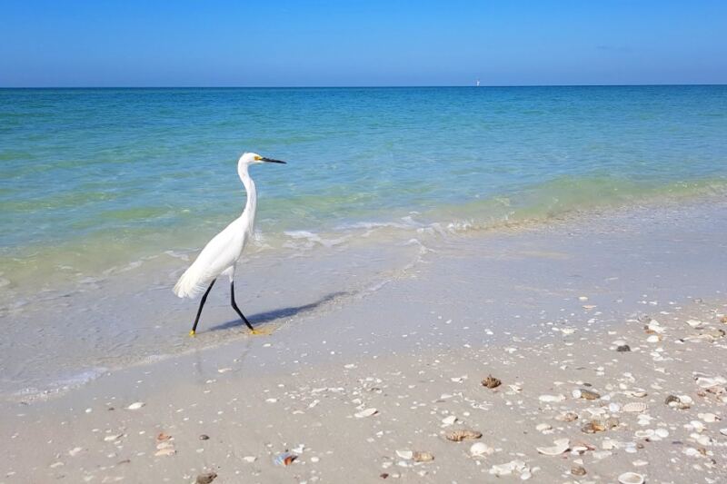 13 Beaches Where the Seashells Are Worth the Trip