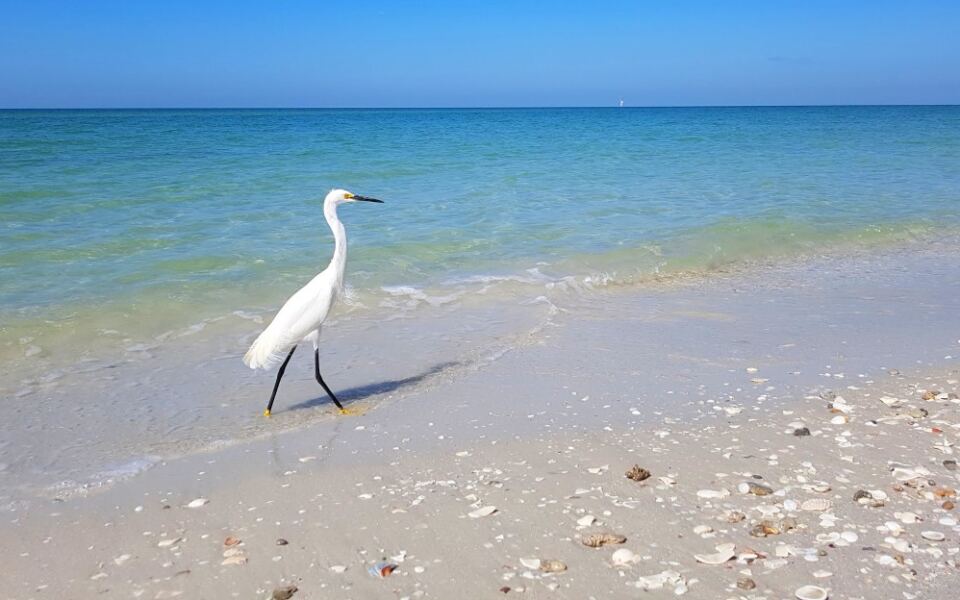 13 Beaches Where the Seashells Are Worth the Trip