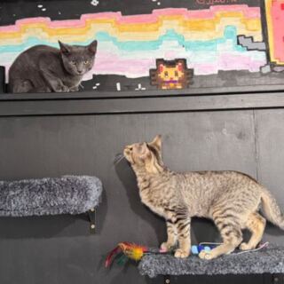 This New Jersey Cat Café Pairs Coffee With Purring Company At The Table