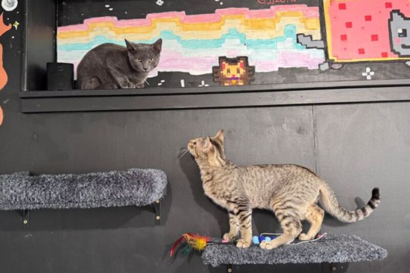 This New Jersey Cat Café Pairs Coffee With Purring Company At The Table