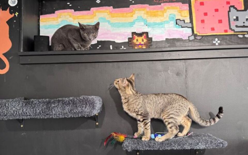 This New Jersey Cat Café Pairs Coffee With Purring Company At The Table