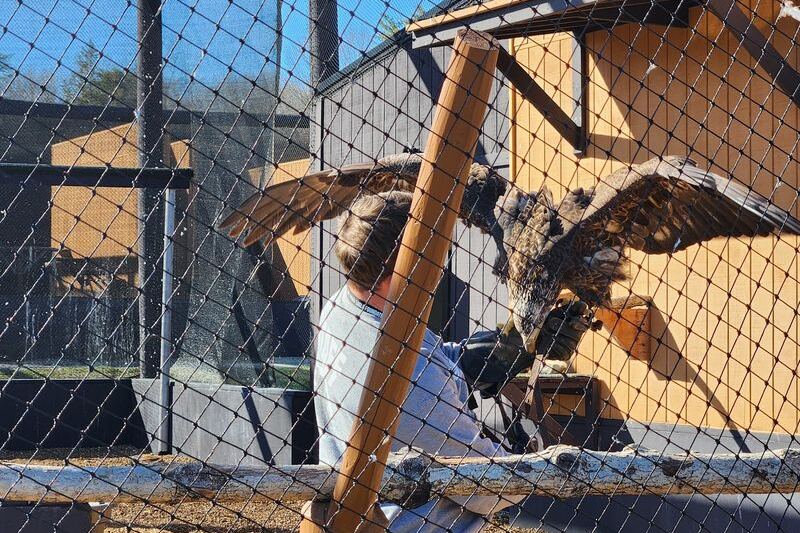 This Tennessee Wildlife Center Lets You Meet Rescued Bald Eagles Up Close on Guided Forest Walks