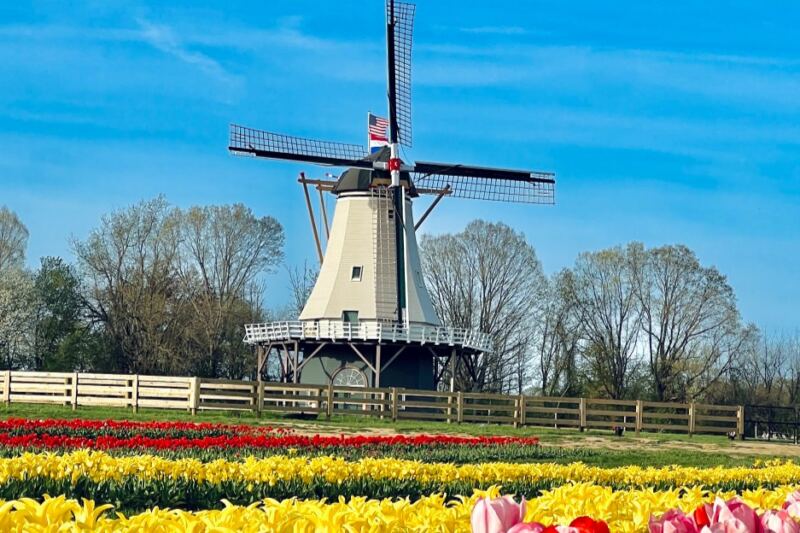 Next Spring, This New Jersey Farm Lets You Build A Tulip Bouquet Row By Row
