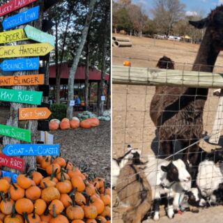 At This Tennessee Corn Maze You Wind Through Miles of Stalks and Haul Home a Wagon of Pumpkins