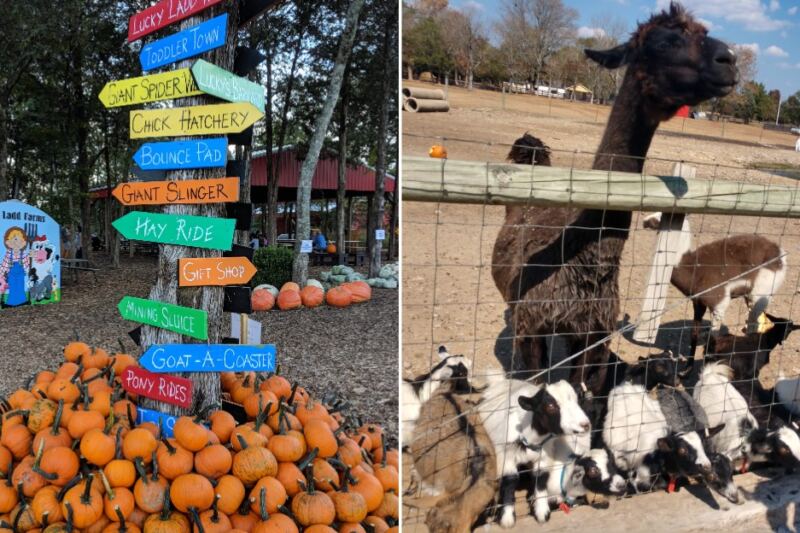 At This Tennessee Corn Maze You Wind Through Miles of Stalks and Haul Home a Wagon of Pumpkins