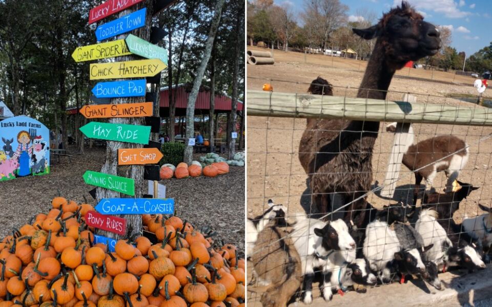At This Tennessee Corn Maze You Wind Through Miles of Stalks and Haul Home a Wagon of Pumpkins