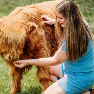 This Tennessee Farm Lets You Brush And Cuddle Fluffy Highland Cows And Their Adorable Calves