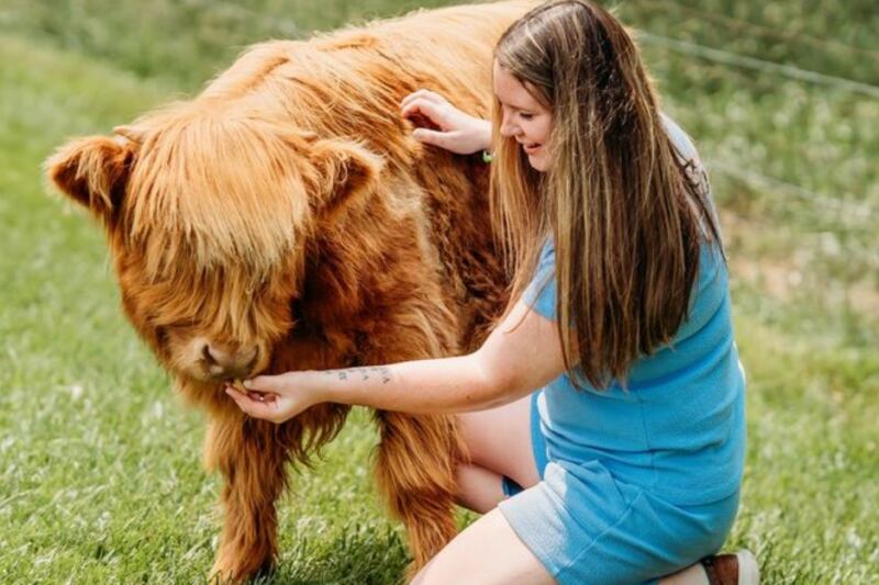 This Tennessee Farm Lets You Brush And Cuddle Fluffy Highland Cows And Their Adorable Calves