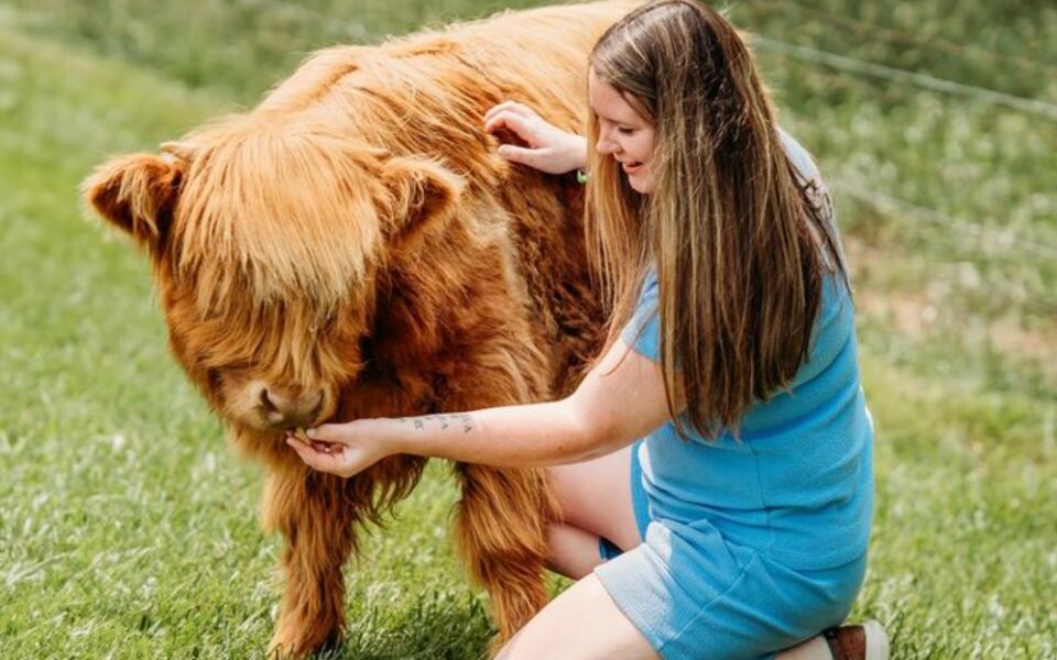 This Tennessee Farm Lets You Brush And Cuddle Fluffy Highland Cows And Their Adorable Calves