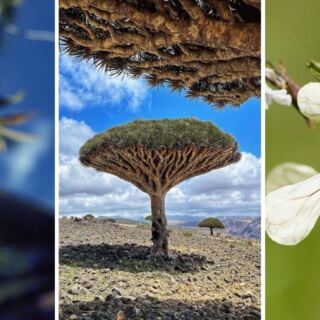 15 Places on Earth With Plant Life Found Almost Nowhere Else
