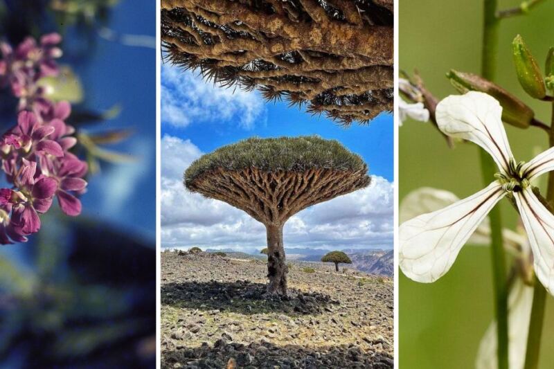 15 Places on Earth With Plant Life Found Almost Nowhere Else
