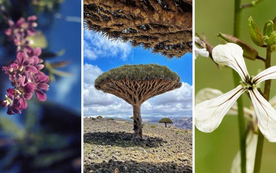 15 Places on Earth With Plant Life Found Almost Nowhere Else
