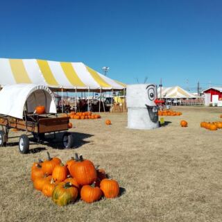 This Oklahoma Pumpkin Patch Near Tulsa Lets You Pick Your Own Straight Off the Vine