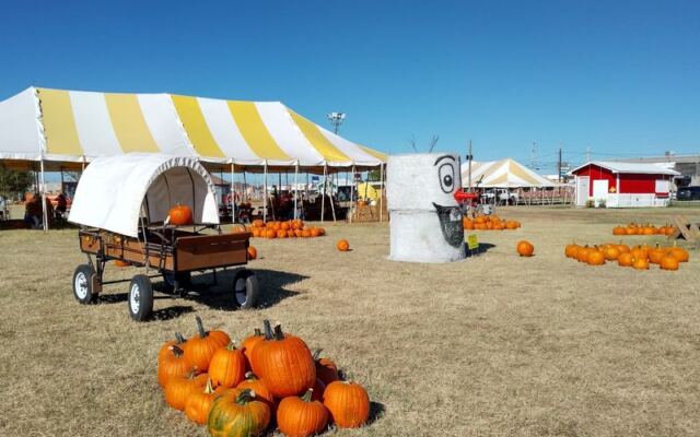 This Oklahoma Pumpkin Patch Near Tulsa Lets You Pick Your Own Straight Off the Vine