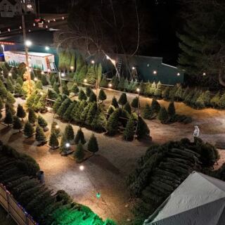This Charming Massachusetts Farm Lets You Wander The Fields For The Perfect Christmas Tree