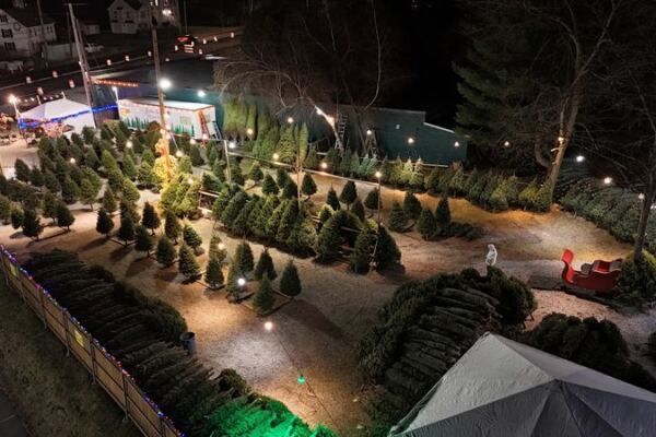 This Charming Massachusetts Farm Lets You Wander The Fields For The Perfect Christmas Tree