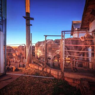 This Family-Run Oklahoma Dairy Just Outside Oklahoma City Sells the Freshest Milk You’ll Ever Taste