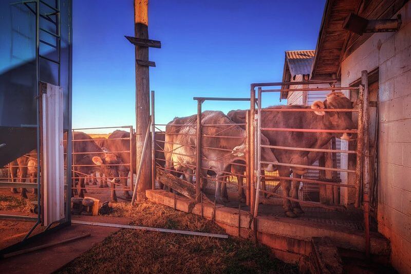This Family-Run Oklahoma Dairy Just Outside Oklahoma City Sells the Freshest Milk You’ll Ever Taste