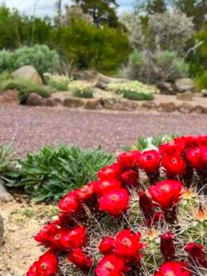 This Twin Falls Garden Features Colorful Blooms and Thoughtfully Designed Outdoor Spaces