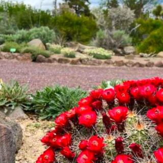 This Twin Falls Garden Features Colorful Blooms and Thoughtfully Designed Outdoor Spaces