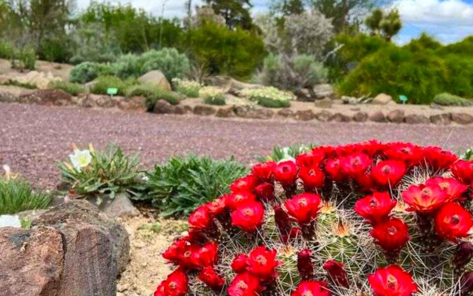 This Twin Falls Garden Features Colorful Blooms and Thoughtfully Designed Outdoor Spaces