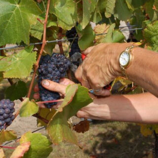 10 Countries That Set the Standard for World-Class Wine