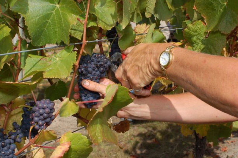 10 Countries That Set the Standard for World-Class Wine