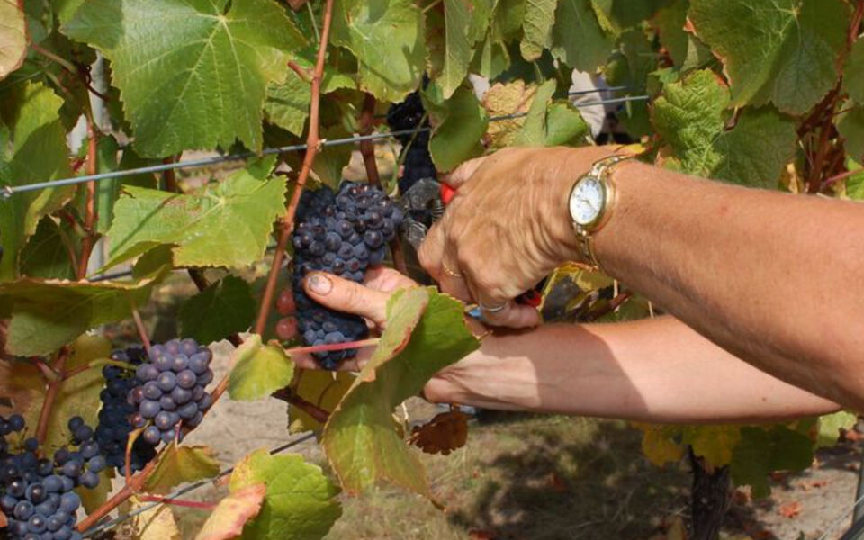 10 Countries That Set the Standard for World-Class Wine