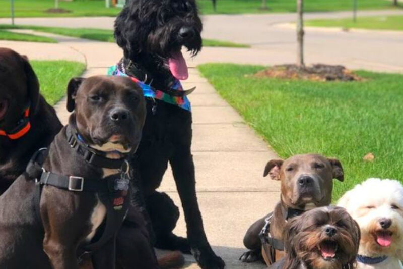 This Michigan Dog Daycare Offers Training, Boarding, and Grooming – and Owners Say Their Dogs Come Home Changed