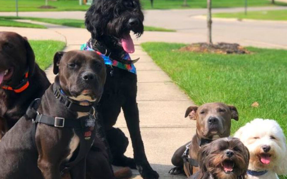This Michigan Dog Daycare Offers Training, Boarding, and Grooming – and Owners Say Their Dogs Come Home Changed
