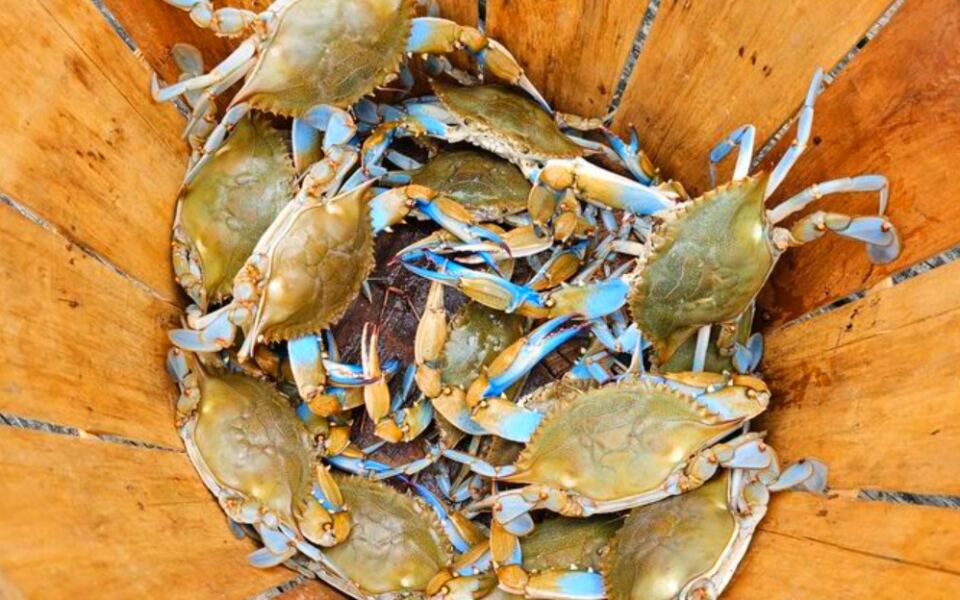 12 Delaware Restaurants Where Blue Crabs Are the Main Event