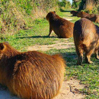 13 Best Places in South America to See Capybaras
