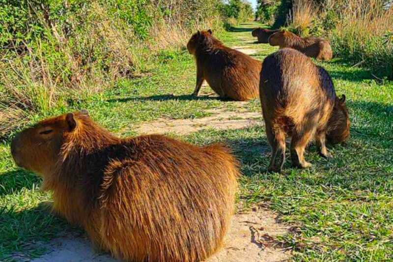 13 Best Places in South America to See Capybaras