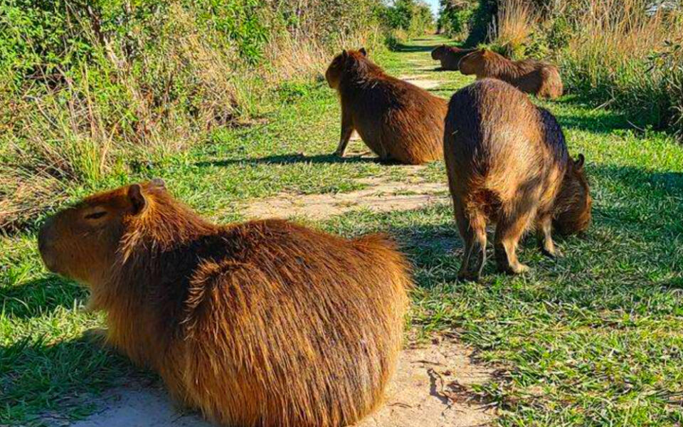 13 Best Places in South America to See Capybaras