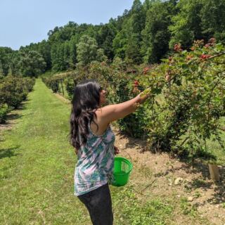 Bring an Empty Basket to These 8 Tennessee Berry Farms Where You Pick Straight From the Vine