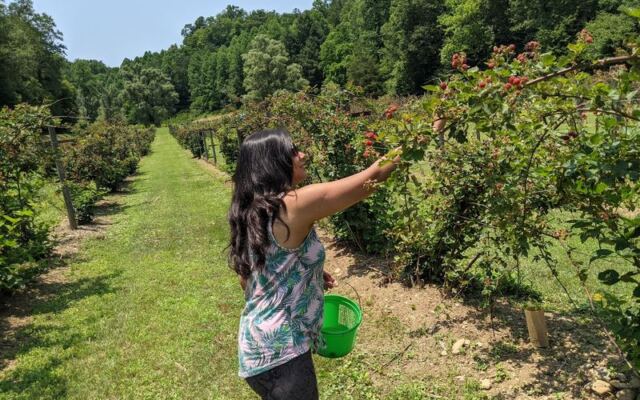 Bring an Empty Basket to These 8 Tennessee Berry Farms Where You Pick Straight From the Vine