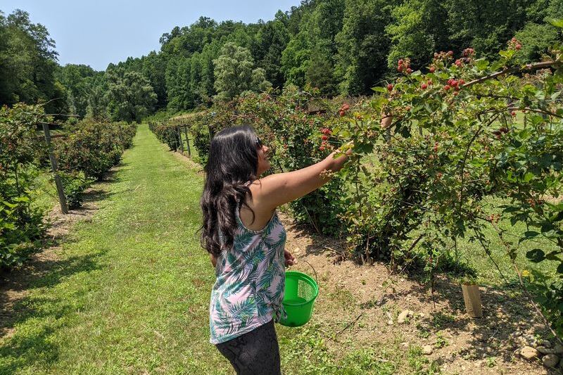 Bring an Empty Basket to These 8 Tennessee Berry Farms Where You Pick Straight From the Vine
