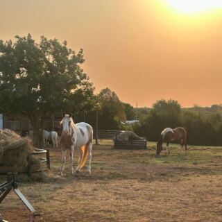 Few People Know Oklahoma Hides a Rescue Ranch Where Visitors Meet Rescued Animals Up Close