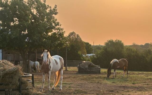 Few People Know Oklahoma Hides a Rescue Ranch Where Visitors Meet Rescued Animals Up Close