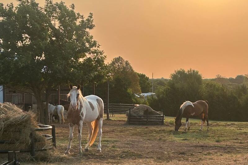 Few People Know Oklahoma Hides a Rescue Ranch Where Visitors Meet Rescued Animals Up Close