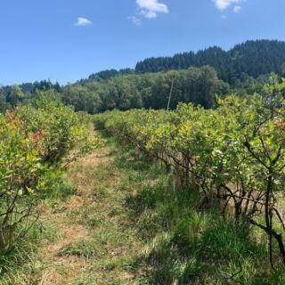 This Oregon Farm Just Outside Portland Lets You Pick Pesticide-Free Blueberries at a Price You’ll Love