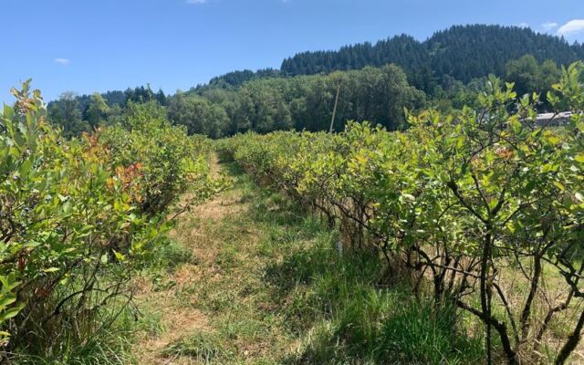 This Oregon Farm Just Outside Portland Lets You Pick Pesticide-Free Blueberries at a Price You’ll Love