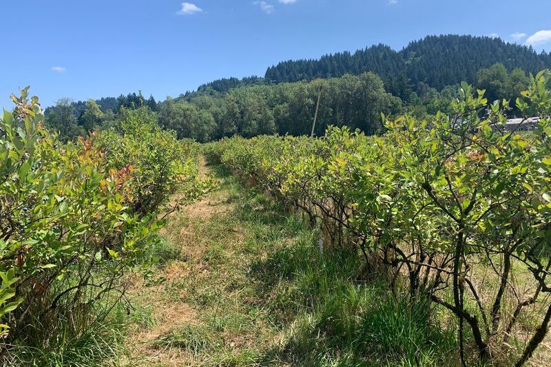 This Oregon Farm Just Outside Portland Lets You Pick Pesticide-Free Blueberries at a Price You’ll Love