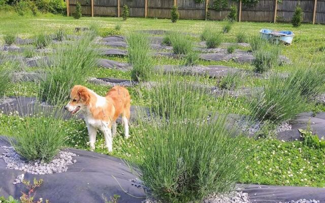 This Tennessee Lavender Farm Lets You Wander Rows of Purple Blooms in Full Peak Season