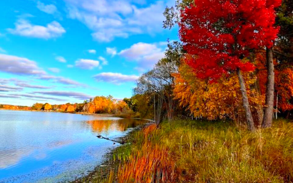 This Hidden Ludington Trail Has Birch Forest Paths, Outdoor Art, and a Lake Just Minutes Away