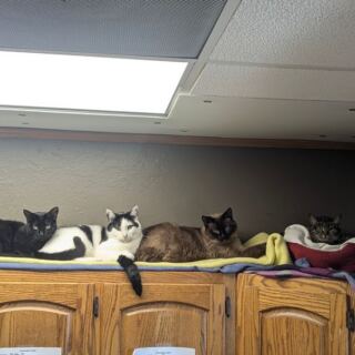 This Illinois Cage-Free Cat Rescue Lets Rescued Kitties Lounge On Sunny Shelves Until The Right Family Comes