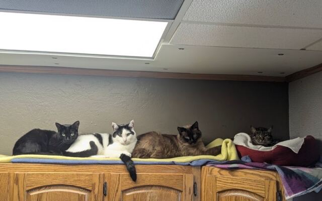 This Illinois Cage-Free Cat Rescue Lets Rescued Kitties Lounge On Sunny Shelves Until The Right Family Comes