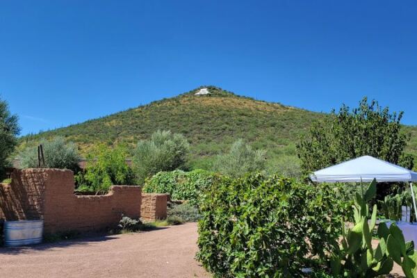 Tucson’s Mission Garden Grows Ancient Heritage Fruit You Get to Taste Right off the Trees