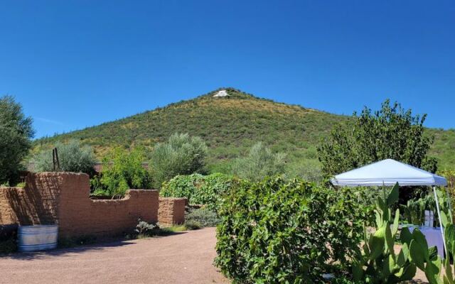 Tucson’s Mission Garden Grows Ancient Heritage Fruit You Get to Taste Right off the Trees