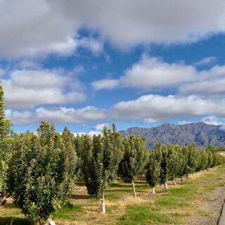 Food Lovers Trek To This Nevada Orchard For Pick-Your-Own Peaches, Fresh Berries, And Apple Cider Donuts
